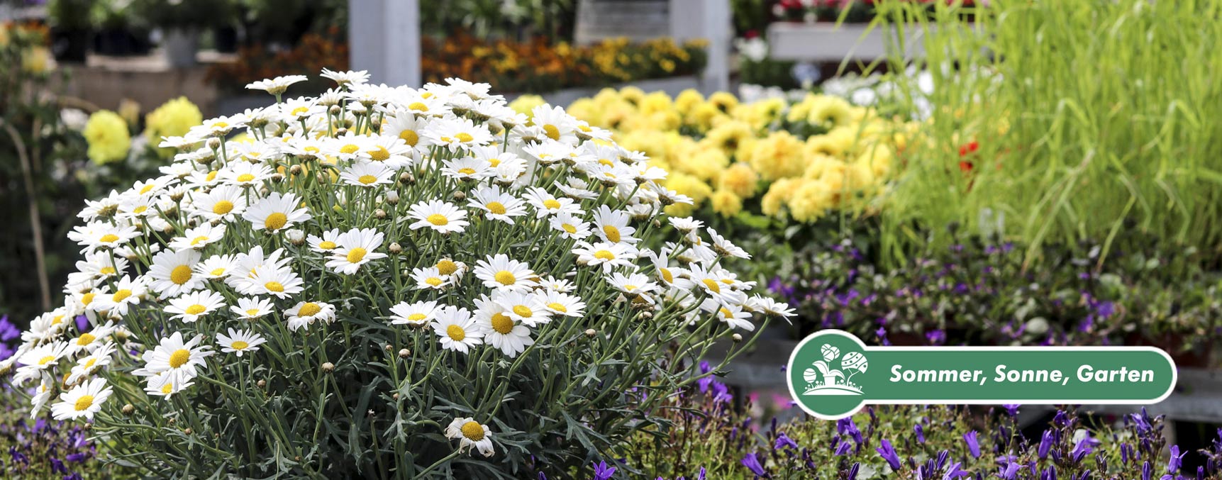 Margeritten und eine große Auswahl an Stauden in verschieden Farben und Arten im Gartencenter Hedden in Westerholt.