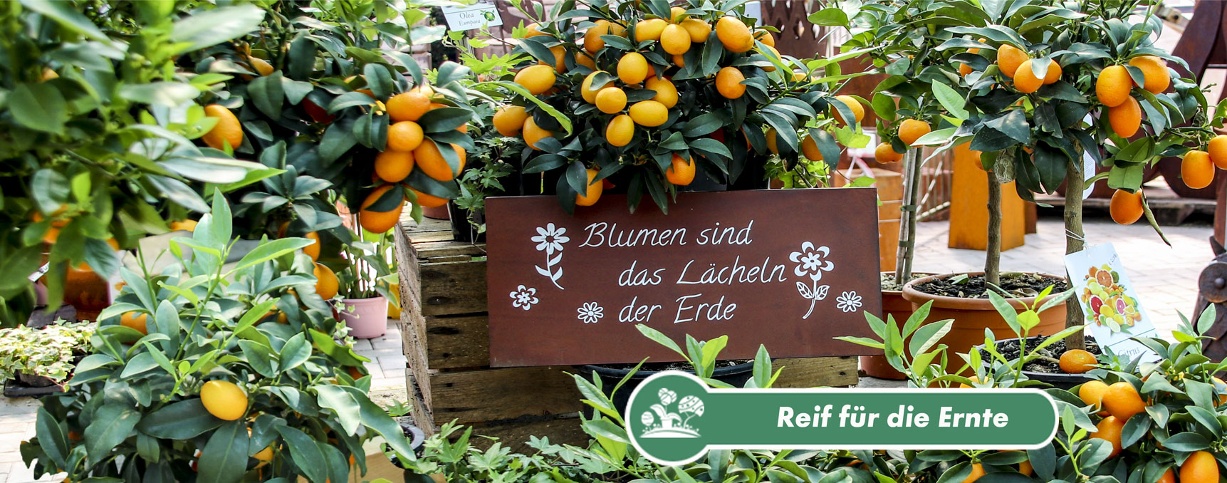 Gartencenter Hedden Startseite Gesteck mit Rosen und Schleierkraut